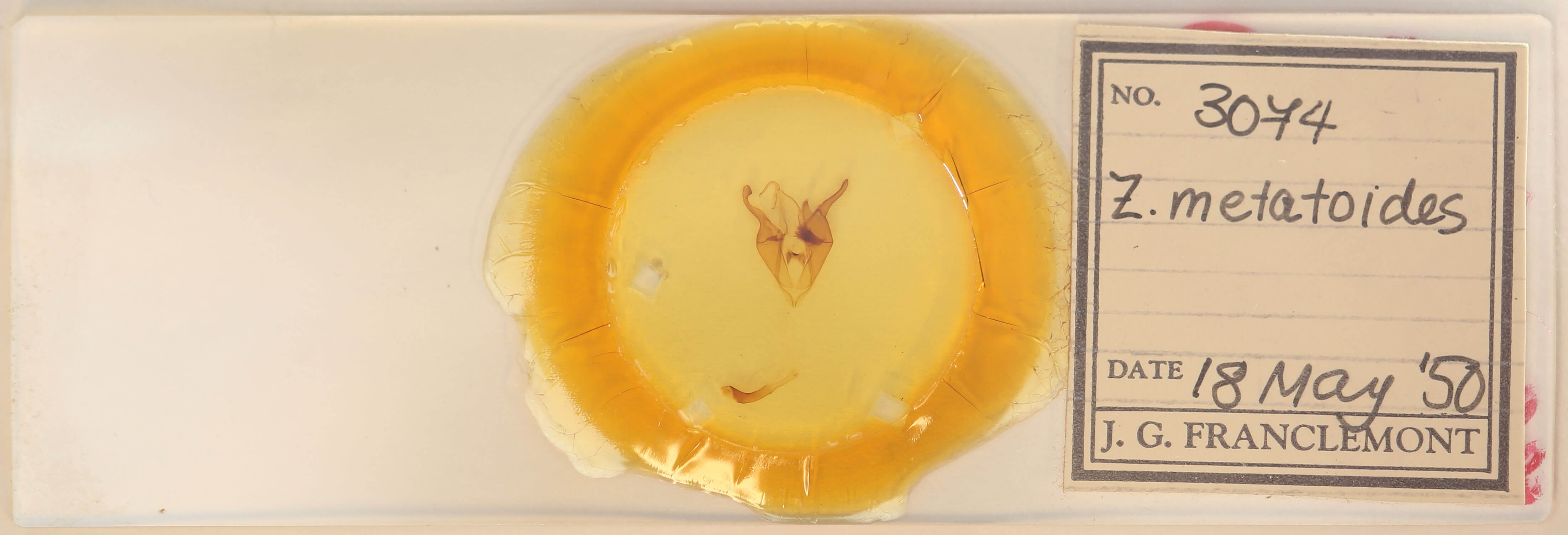 slide view of adult Zale metatoides