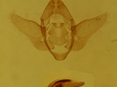 genitalia view of adult Acherdoa ferraria