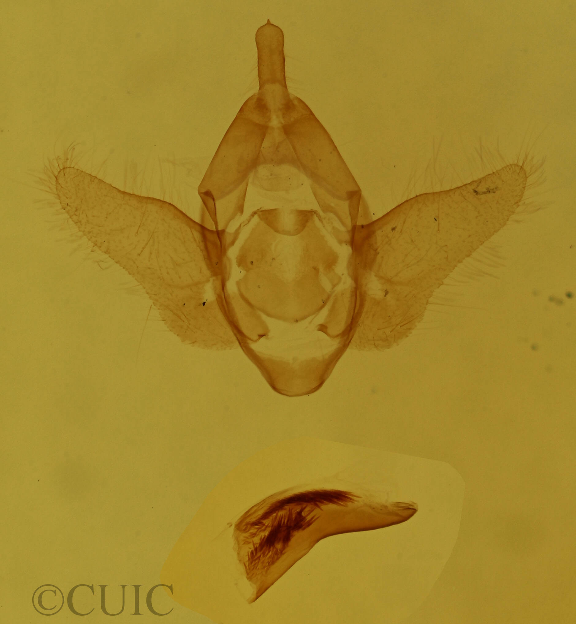 genitalia view of adult Acherdoa ferraria