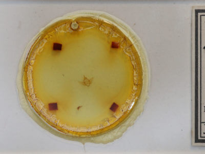 slide view of adult Acherdoa ferraria