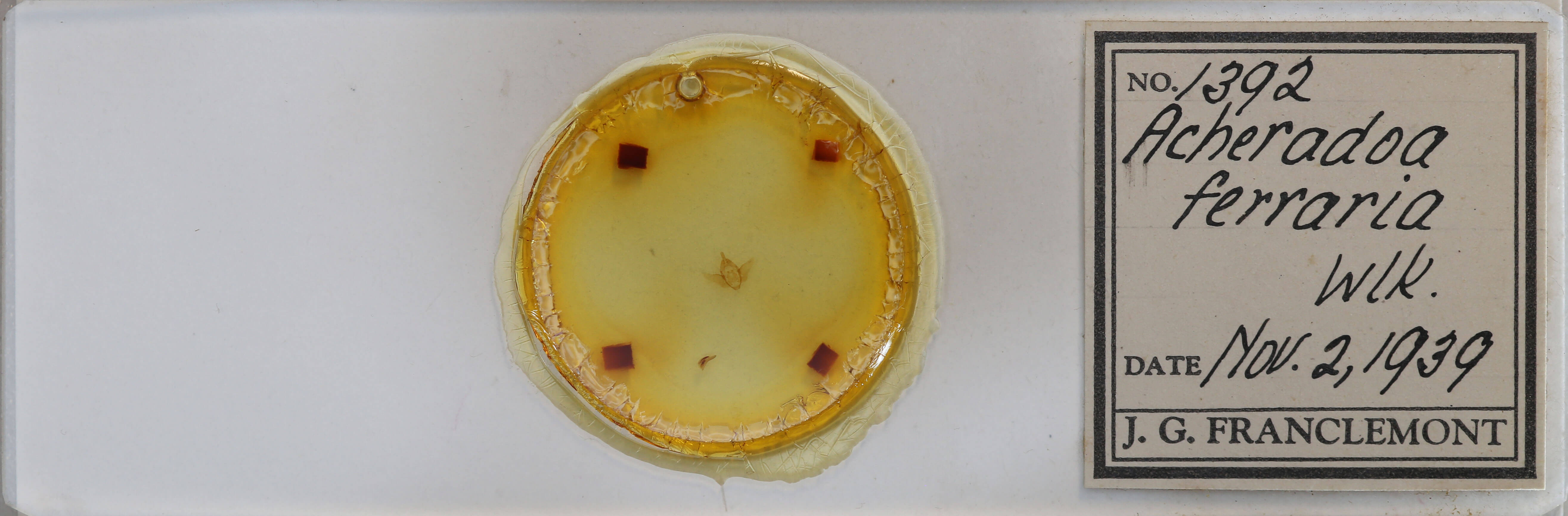 slide view of adult Acherdoa ferraria