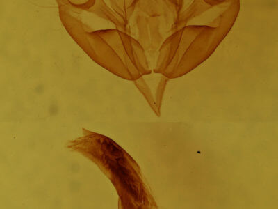 genitalia view of adult Acronicta fragilis