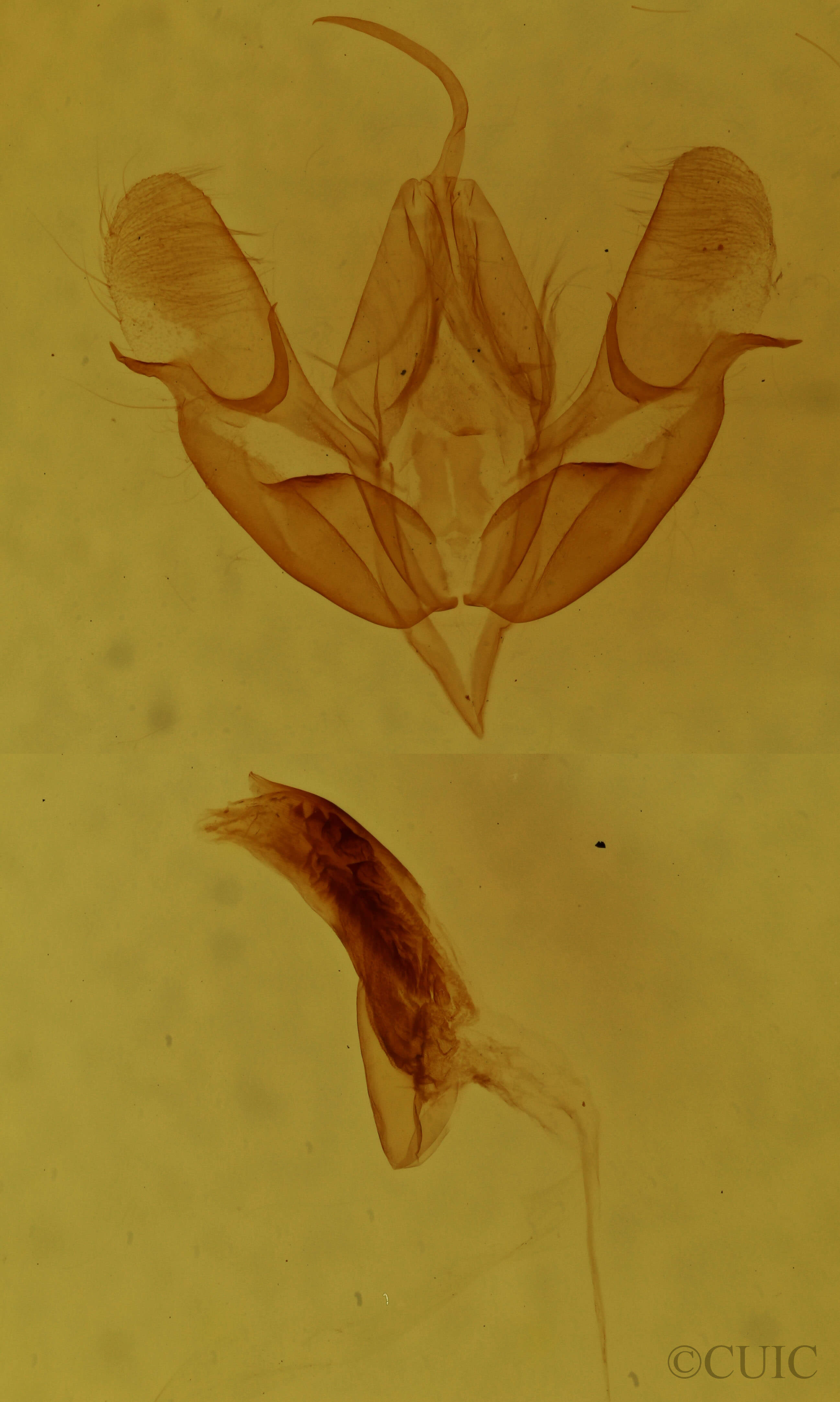 genitalia view of adult Acronicta fragilis