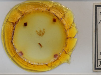 slide view of adult Acronicta fragilis