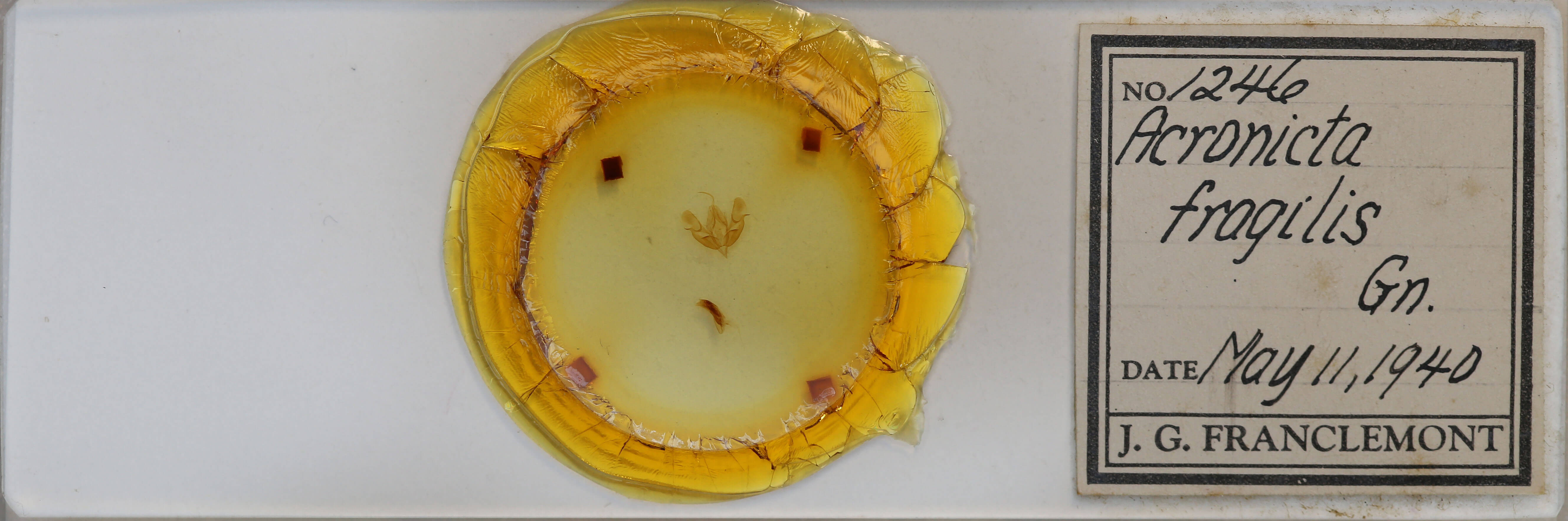 slide view of adult Acronicta fragilis