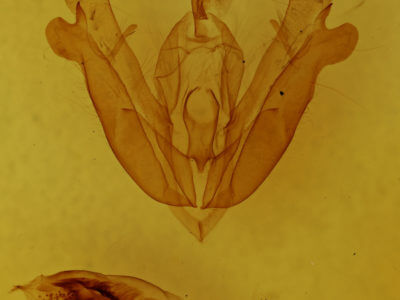 genitalia view of adult Acronicta hamamelis