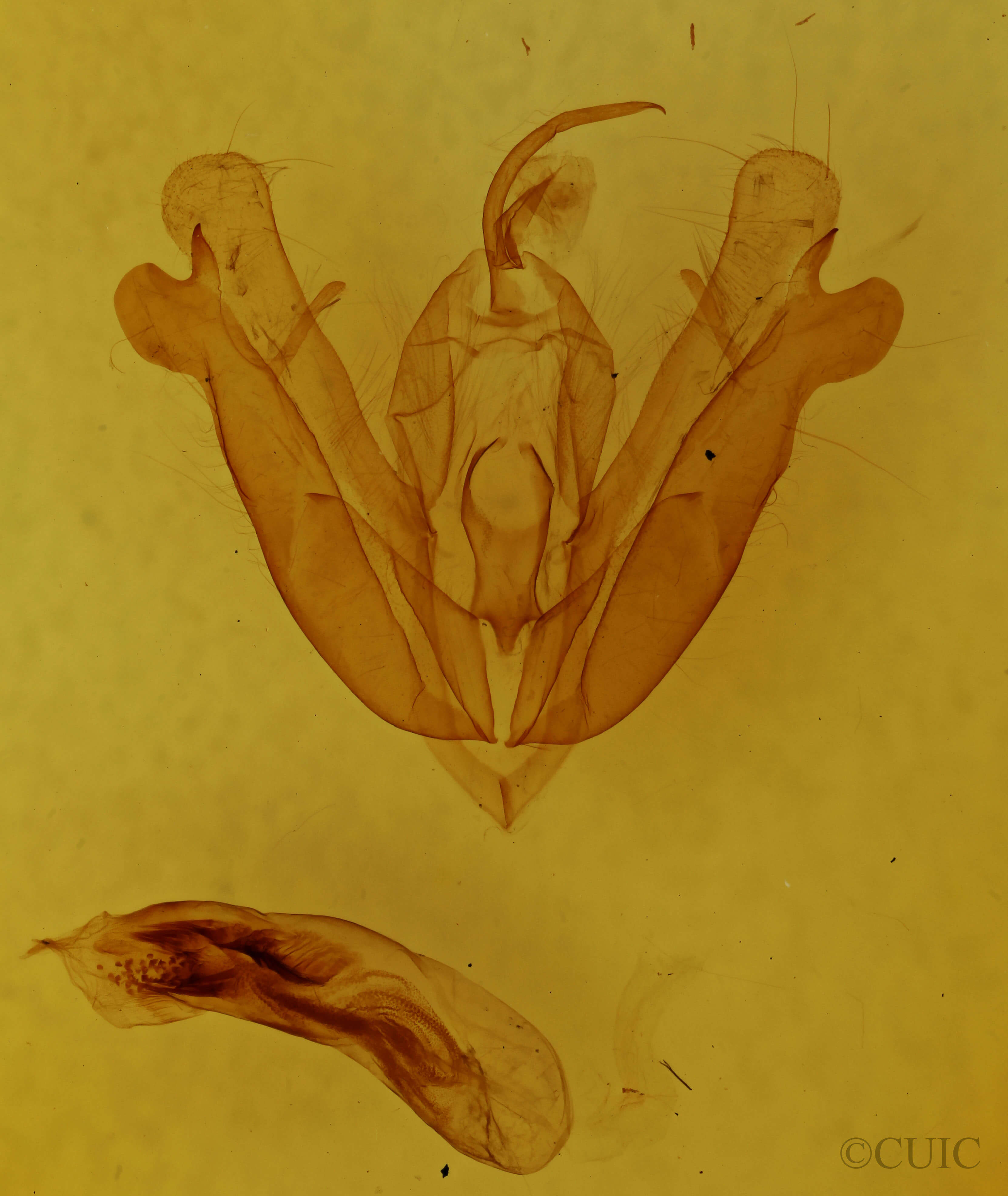 genitalia view of adult Acronicta hamamelis