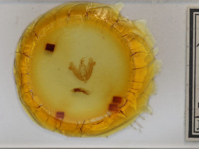 slide view of adult Acronicta hamamelis