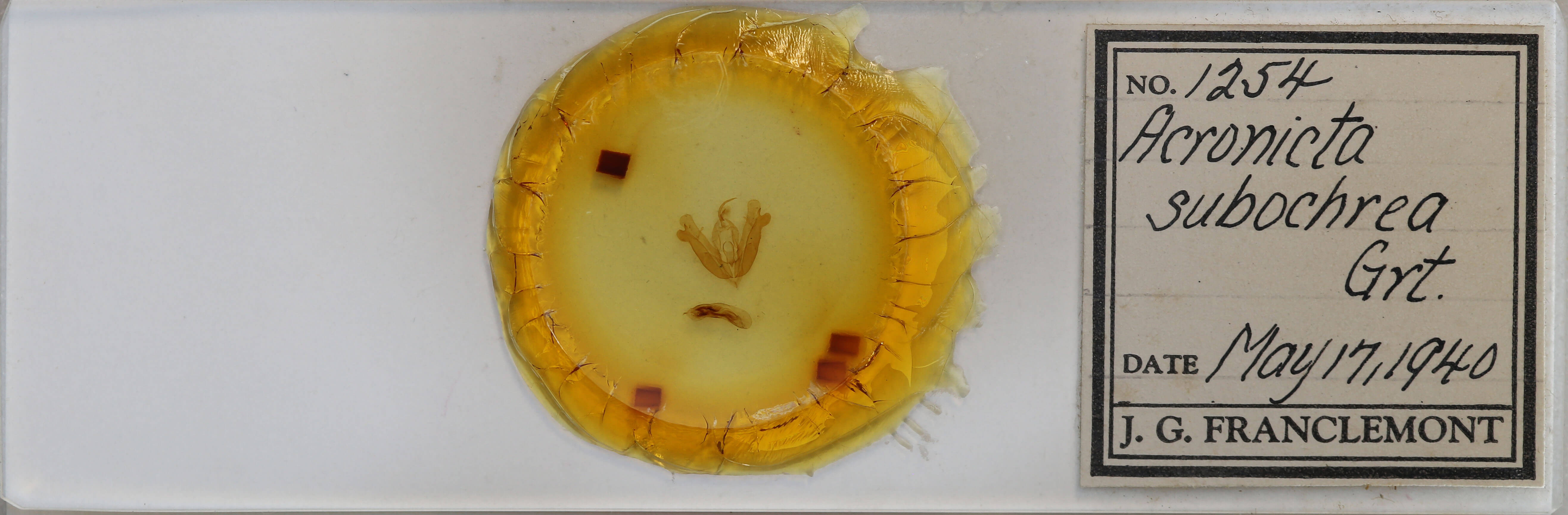 slide view of adult Acronicta hamamelis