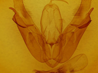 genitalia view of adult Acronicta lobeliae