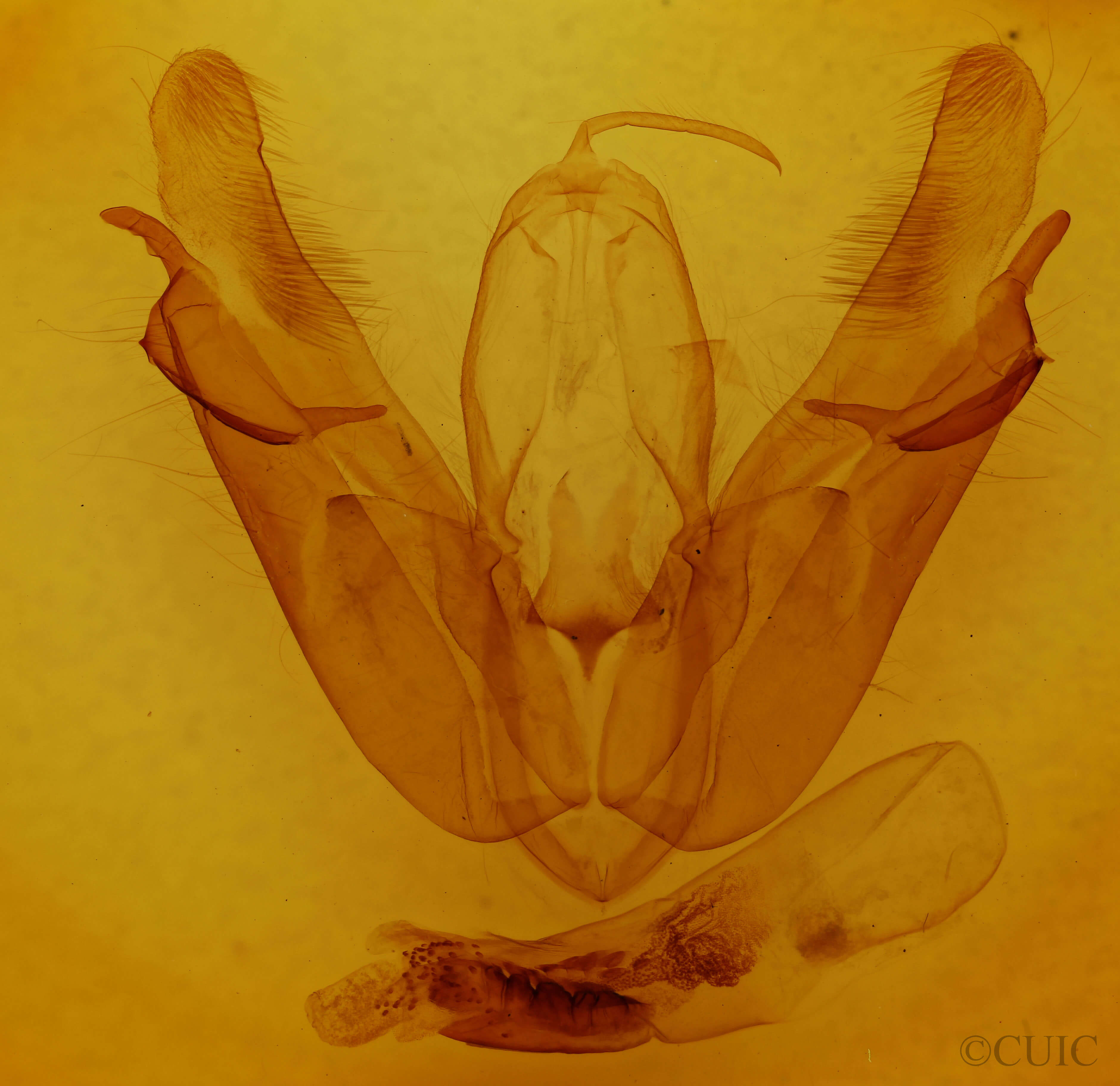 genitalia view of adult Acronicta lobeliae