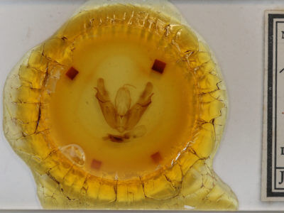 slide view of adult Acronicta lobeliae