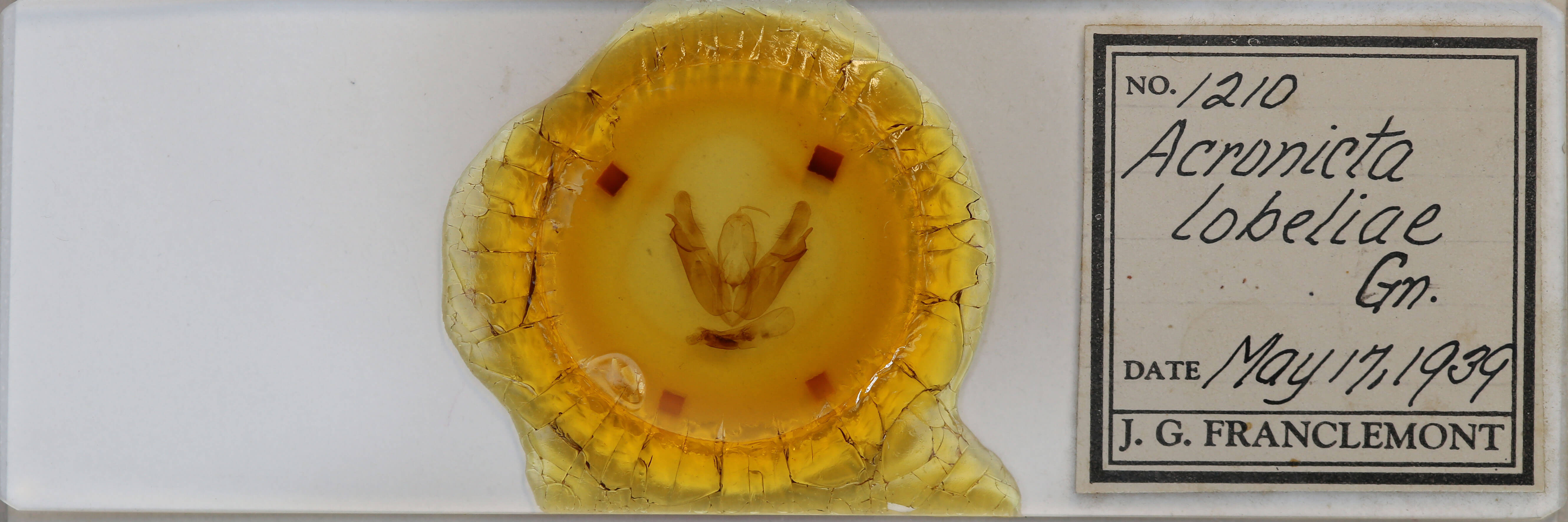 slide view of adult Acronicta lobeliae