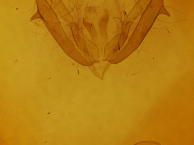 genitalia view of adult Acronicta modica