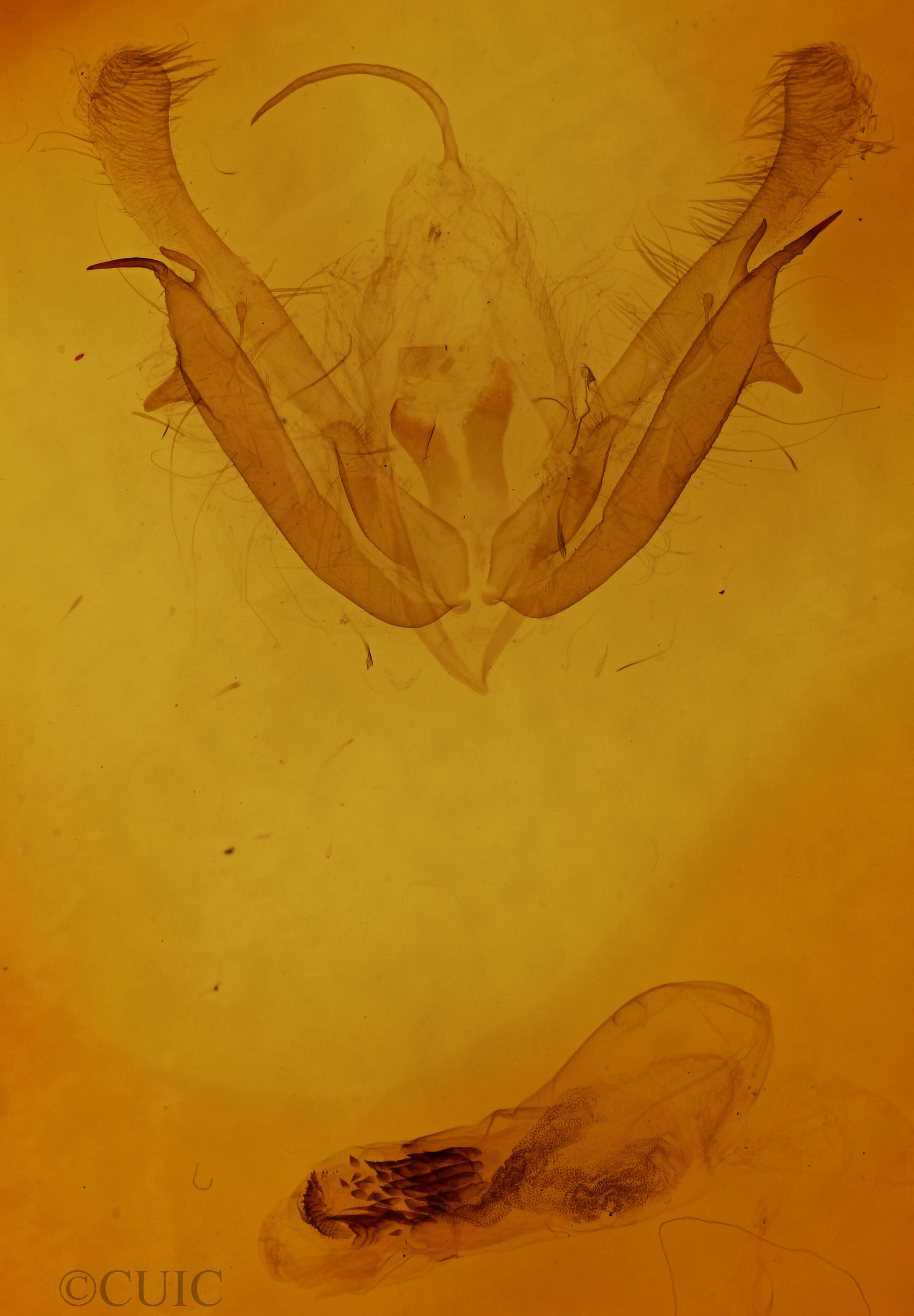 genitalia view of adult Acronicta modica