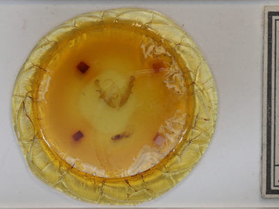 slide view of adult Acronicta modica