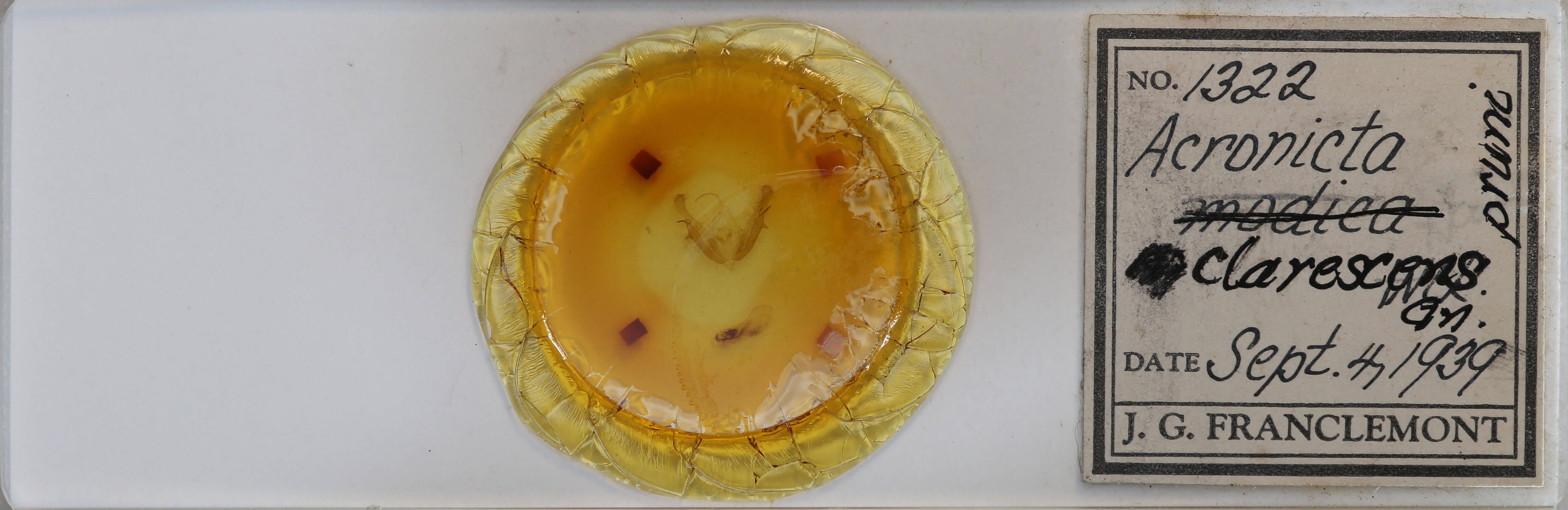 slide view of adult Acronicta modica