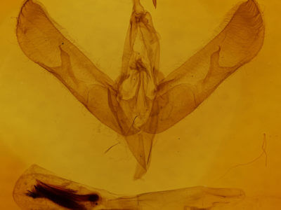 genitalia view of adult Sympistis chionanthi