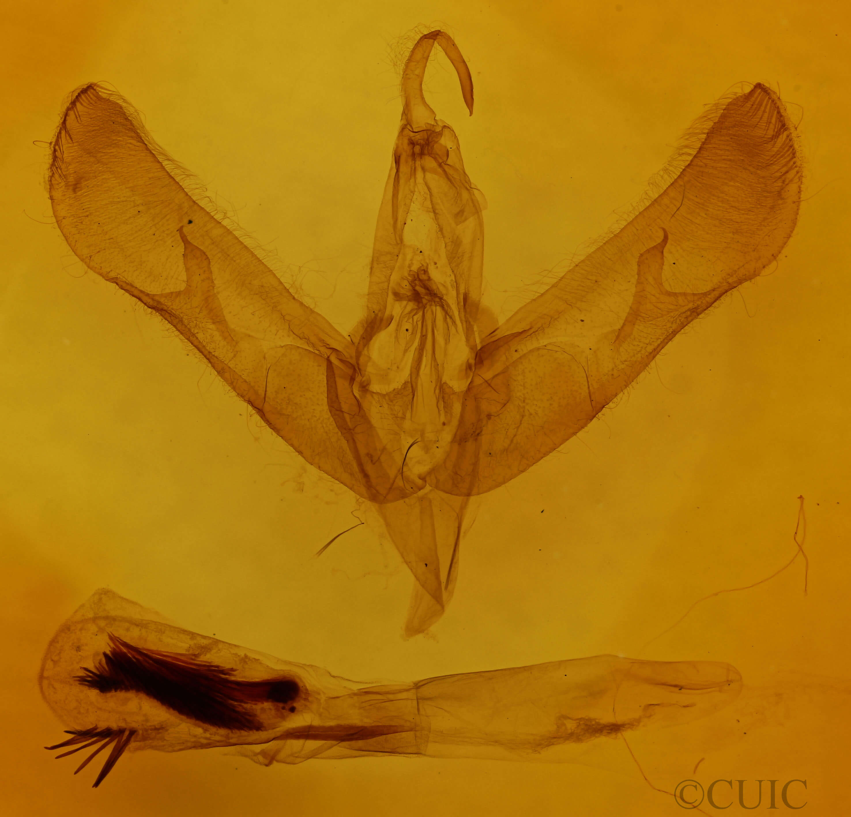genitalia view of adult Sympistis chionanthi