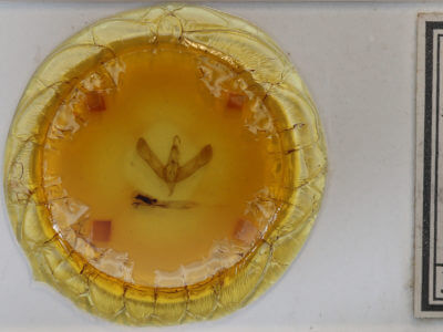 slide view of adult Sympistis chionanthi