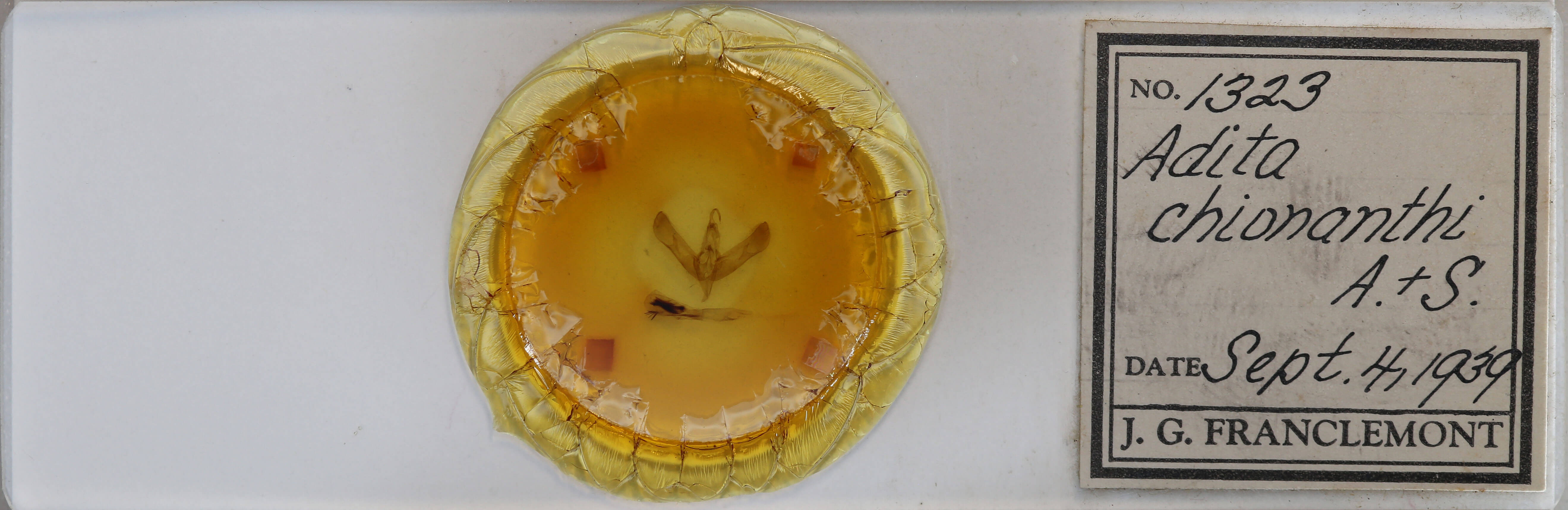 slide view of adult Sympistis chionanthi