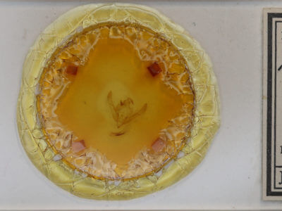 slide view of adult Agrochola helvola