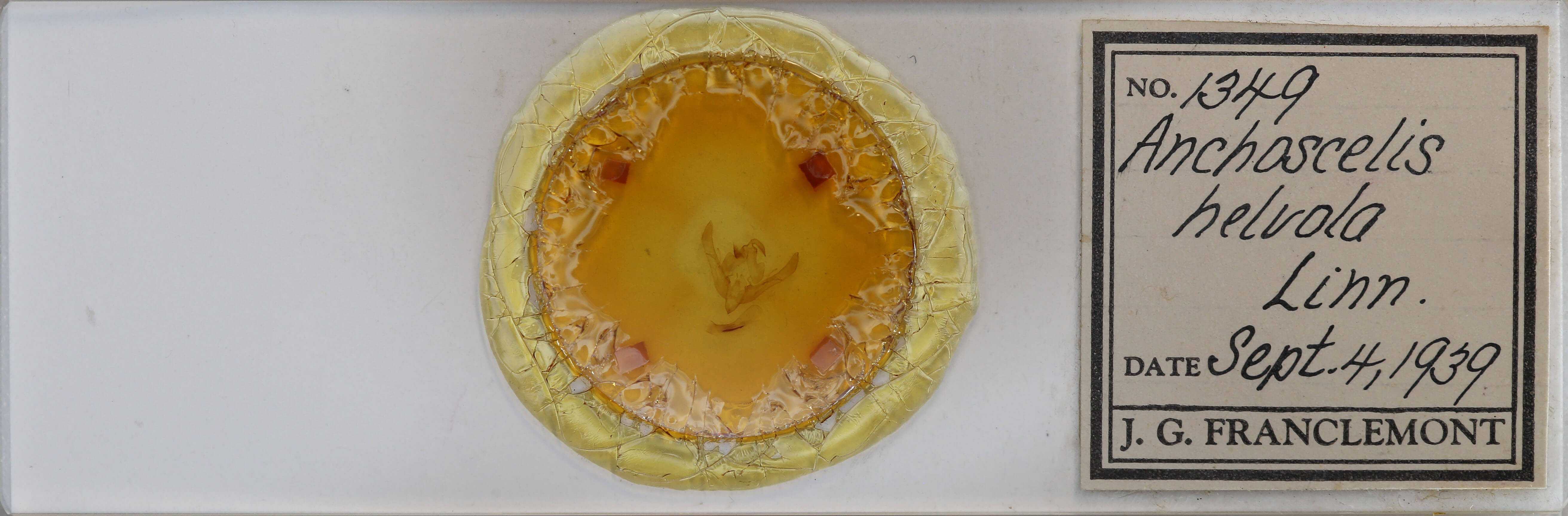 slide view of adult Agrochola helvola