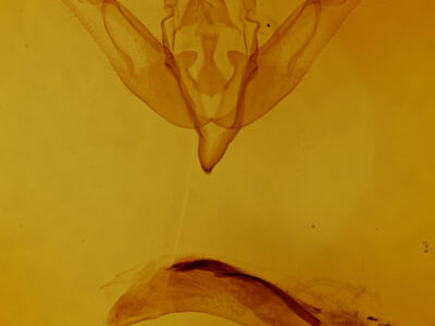 genitalia view of adult Agrochola litura