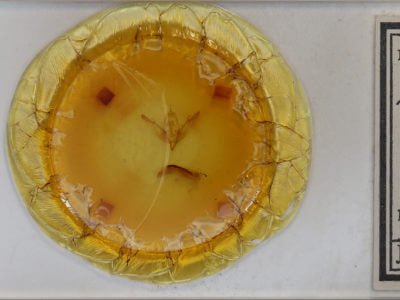 slide view of adult Agrochola litura