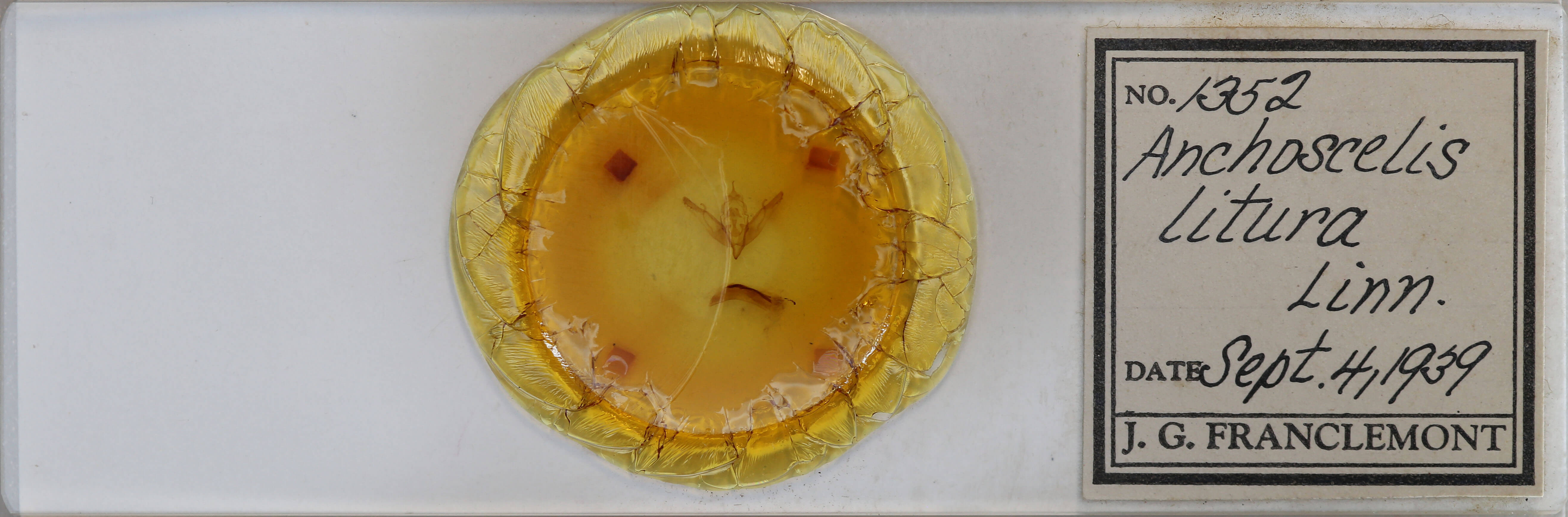 slide view of adult Agrochola litura