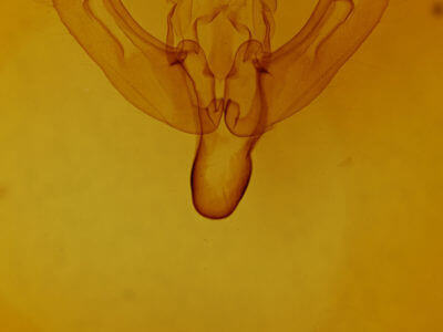 genitalia view of adult Agrochola lota
