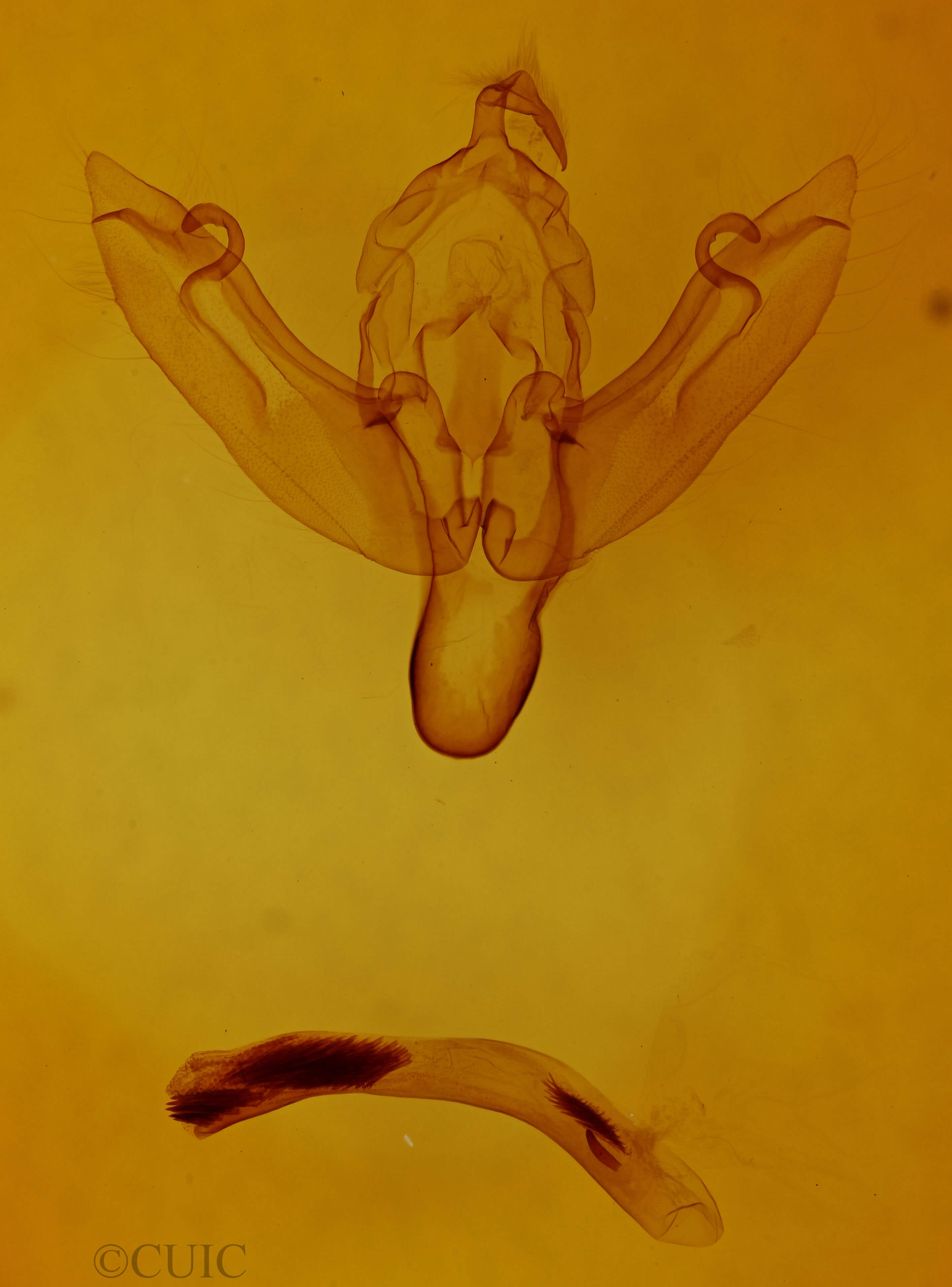 genitalia view of adult Agrochola lota