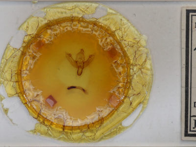 slide view of adult Agrochola lota