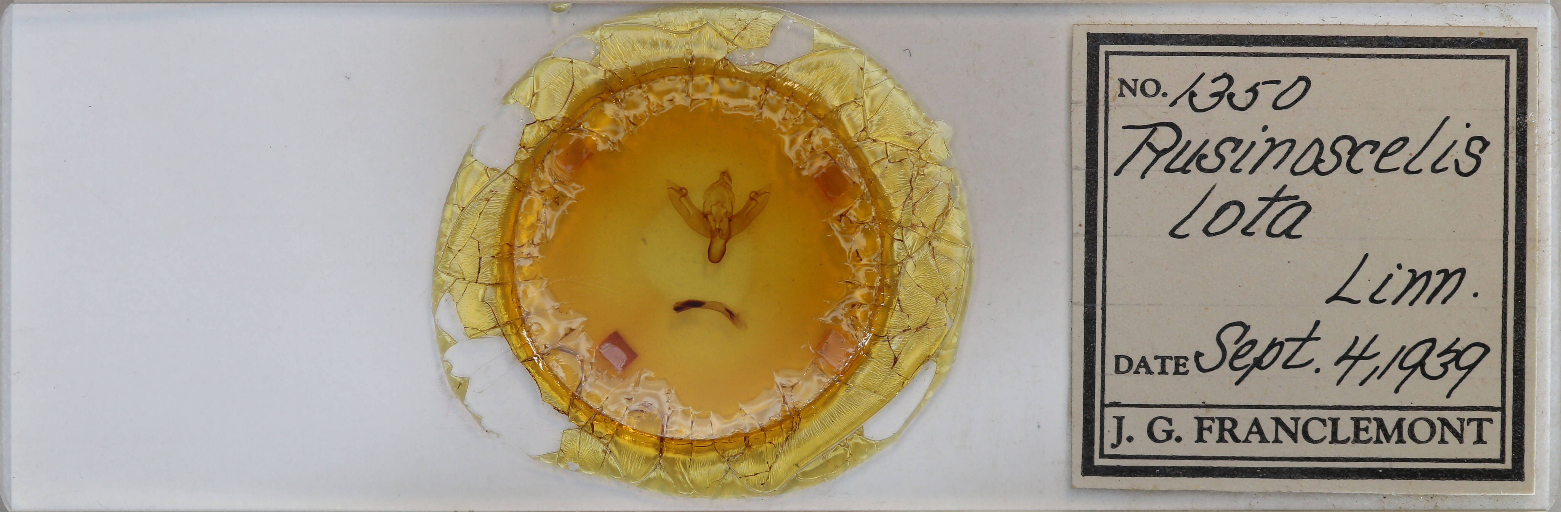 slide view of adult Agrochola lota