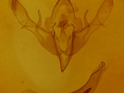 genitalia view of adult Agrochola lucida