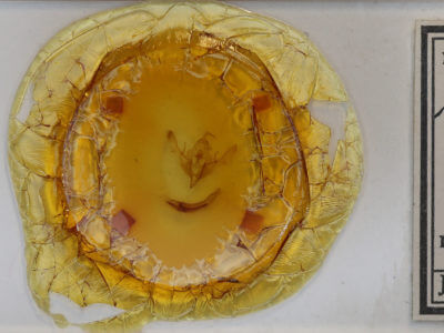 slide view of adult Agrochola lucida