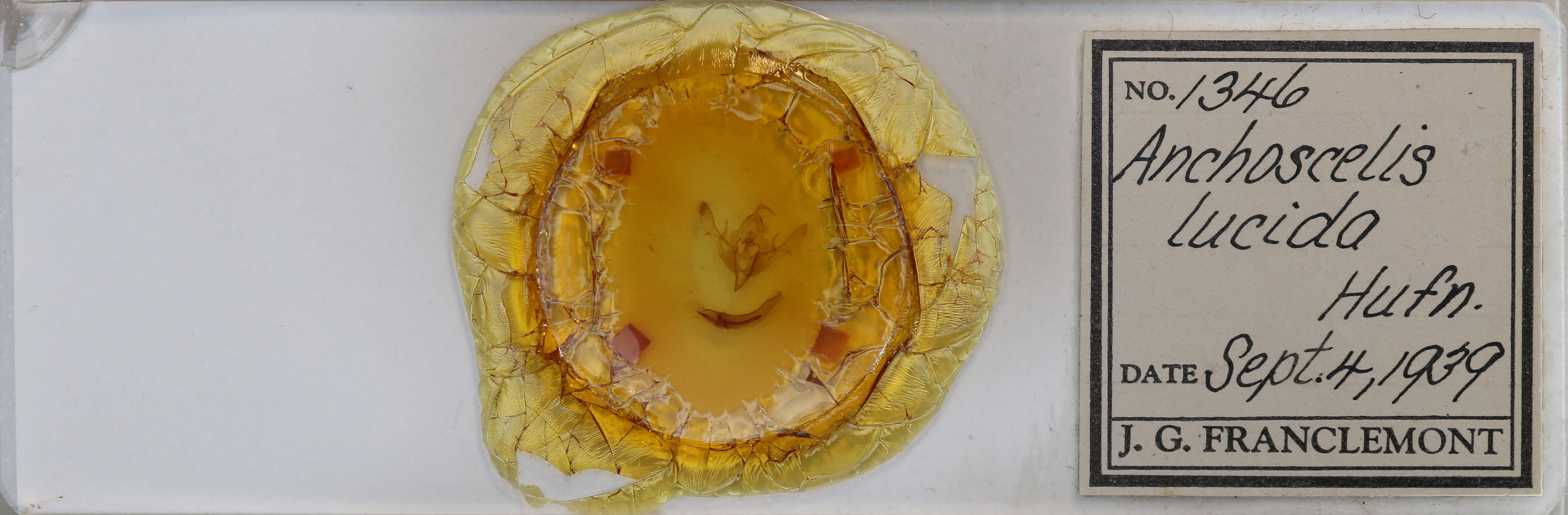 slide view of adult Agrochola lucida