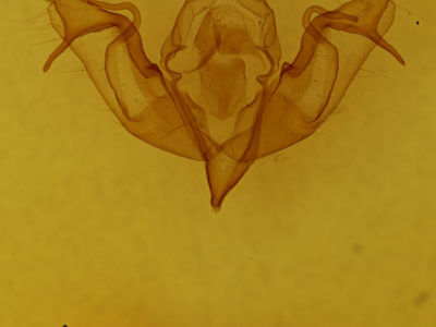 genitalia view of adult Agrochola lychnidis