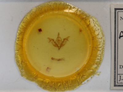 slide view of adult Agrochola lychnidis