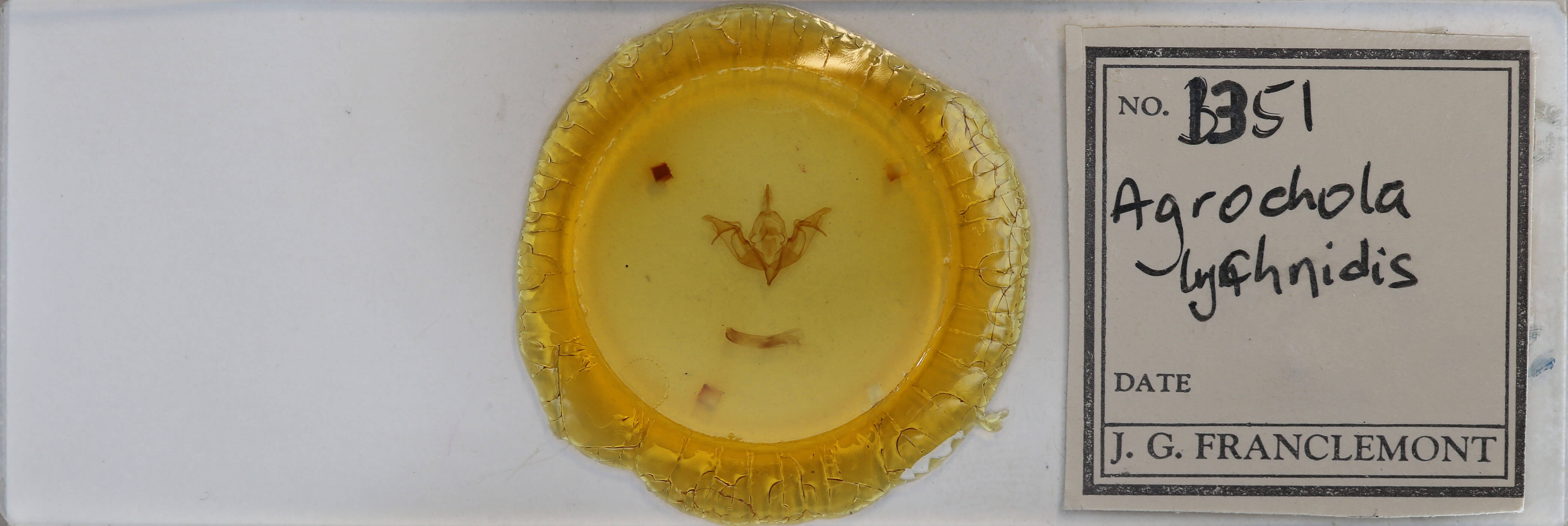 slide view of adult Agrochola lychnidis