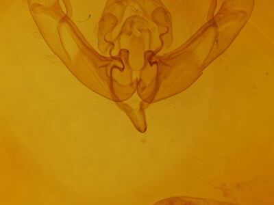 genitalia view of adult Agrochola macilenta