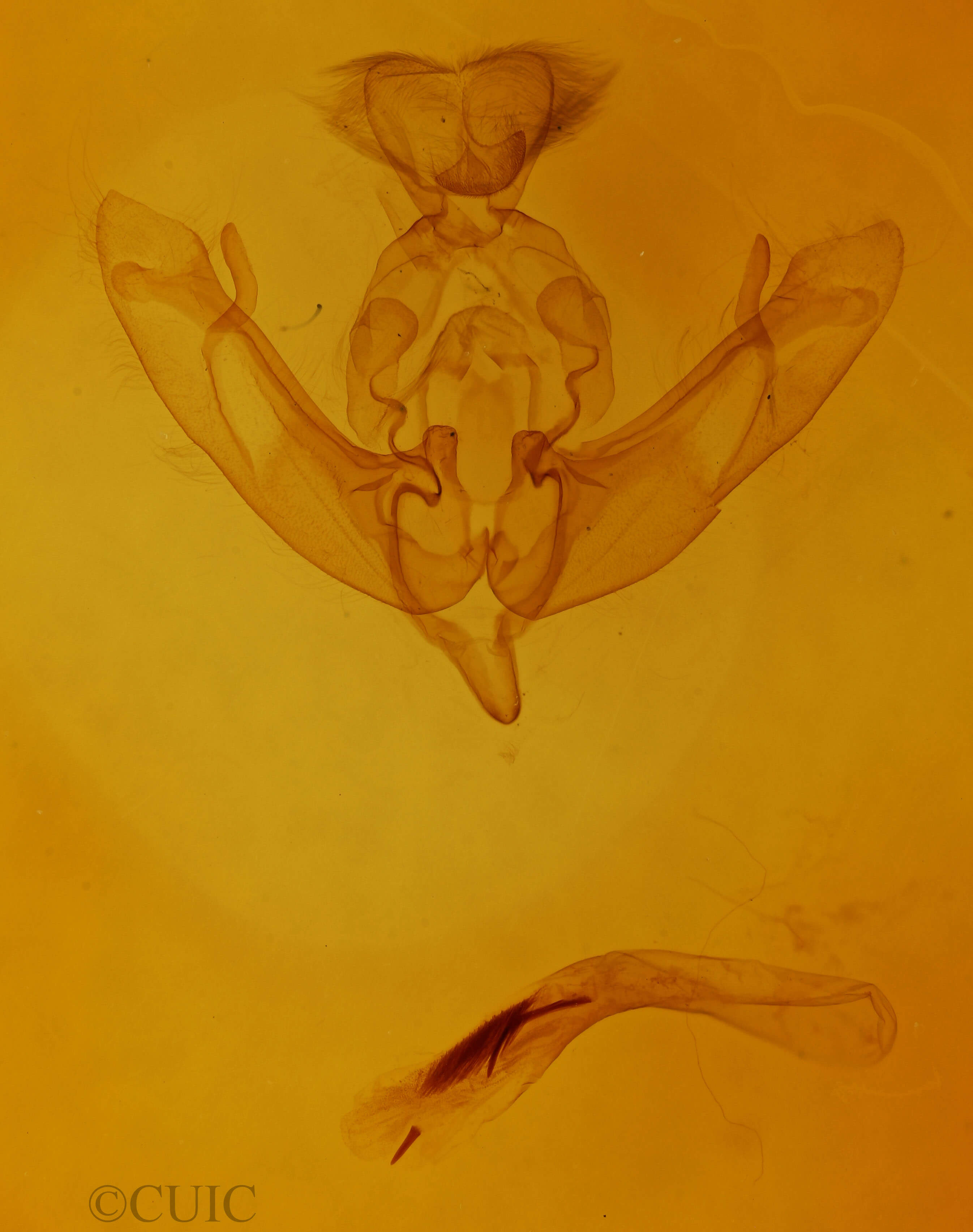 genitalia view of adult Agrochola macilenta