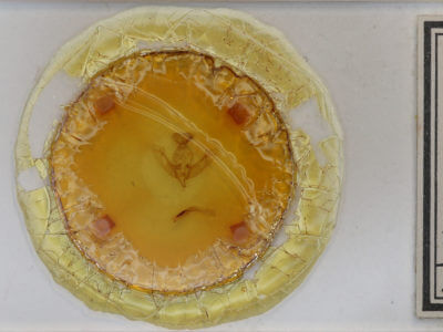 slide view of adult Agrochola macilenta