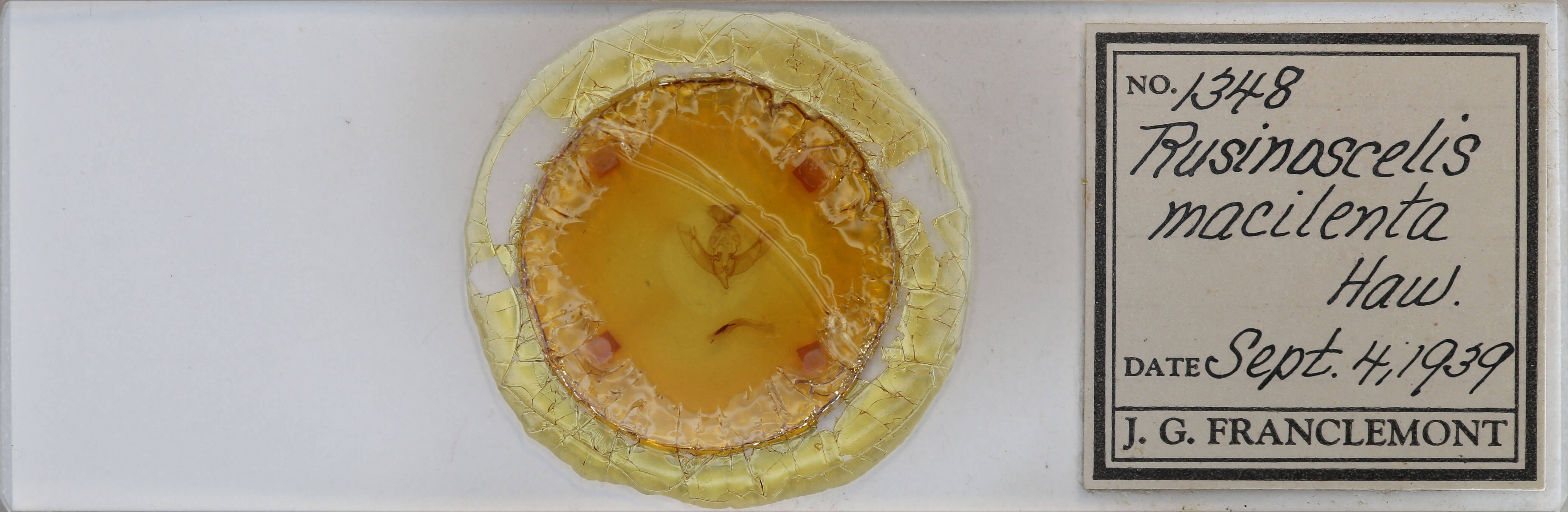 slide view of adult Agrochola macilenta