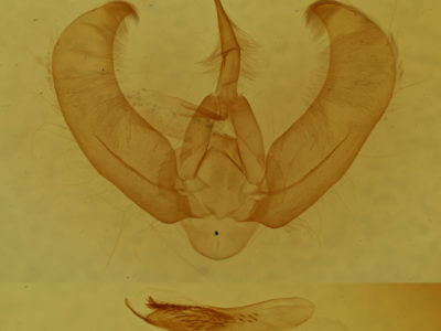 genitalia view of adult Amphipyra glabella
