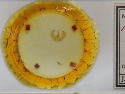 slide view of adult Amphipyra glabella