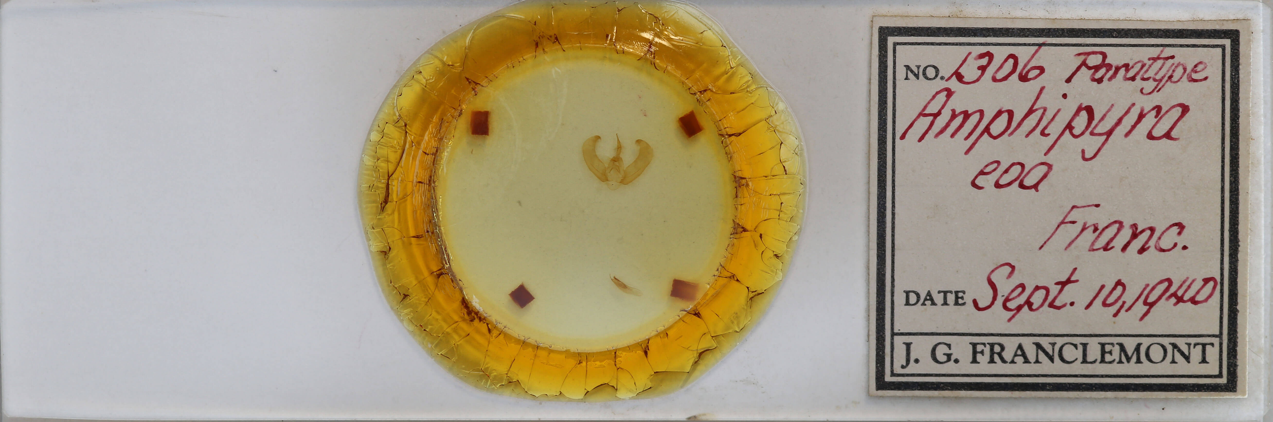 slide view of adult Amphipyra glabella