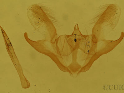 genitalia view of adult Iridopsis ephyraria
