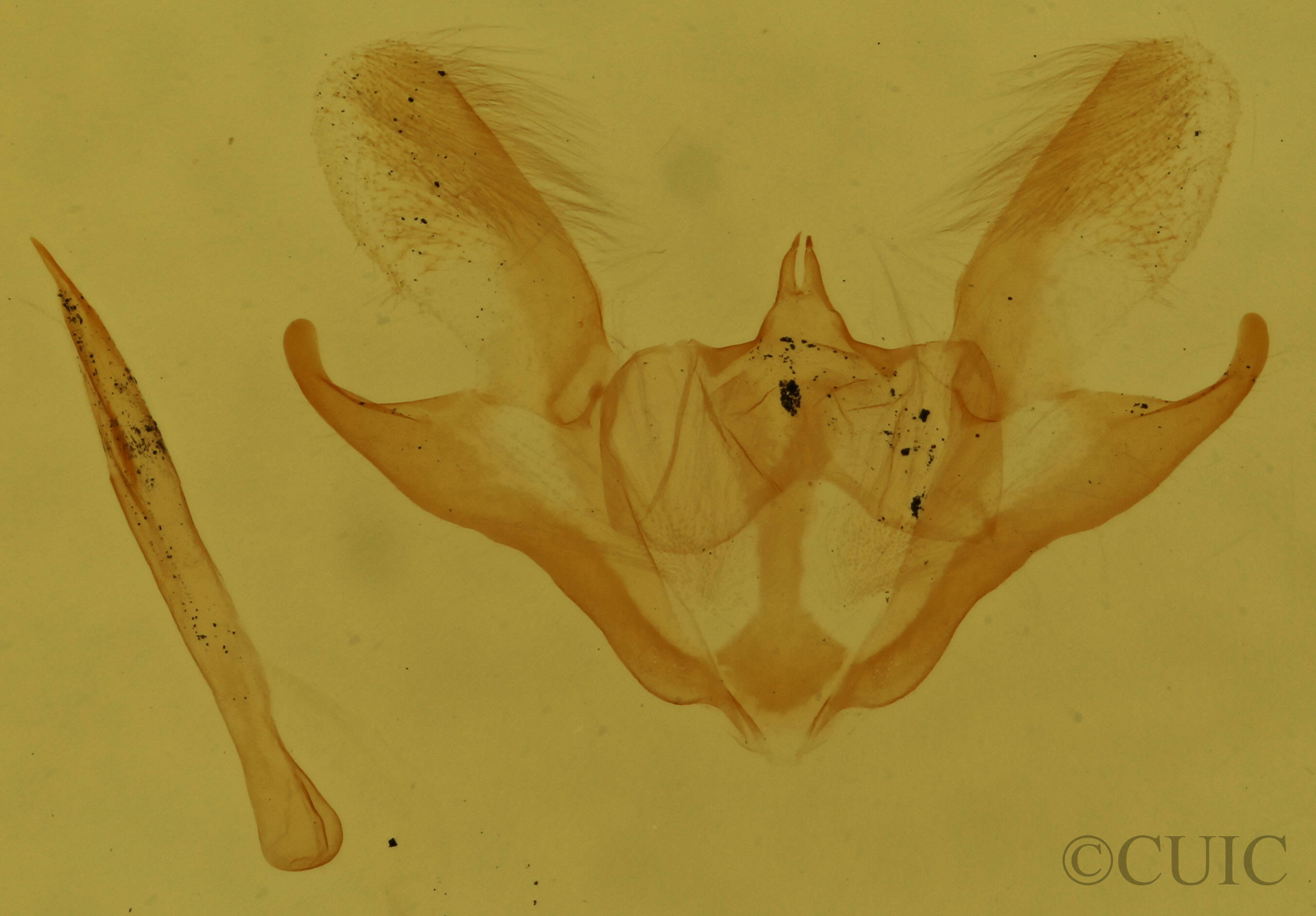 genitalia view of adult Iridopsis ephyraria