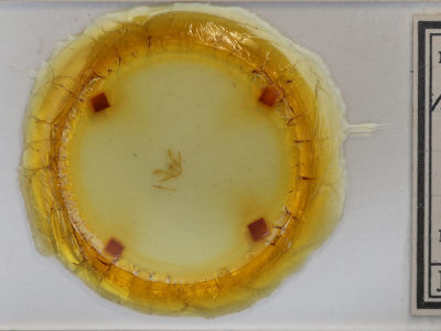 slide view of adult Iridopsis ephyraria